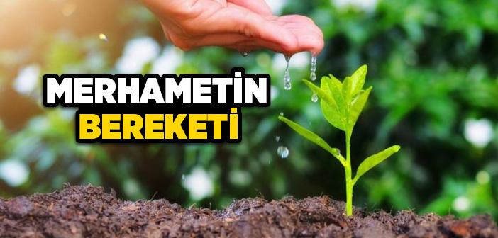 İmanın İlk Meyvesi Merhamettir