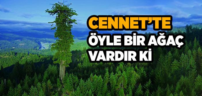 Cennet’te Öyle Bir Ağaç Vardır Ki