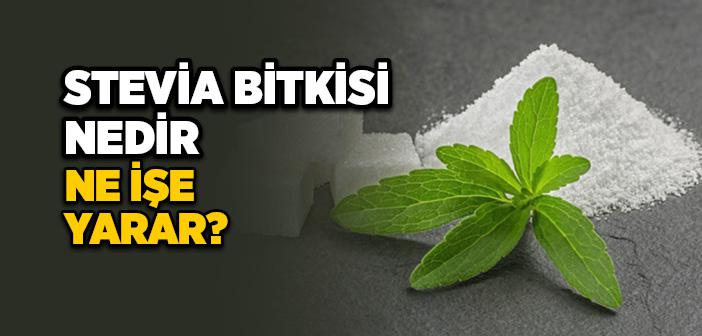 Stevia Nedir, Nasıl Kullanılır, Faydaları Nelerdir?