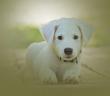 Köpek Beslemek ile İlgili Hadisler
