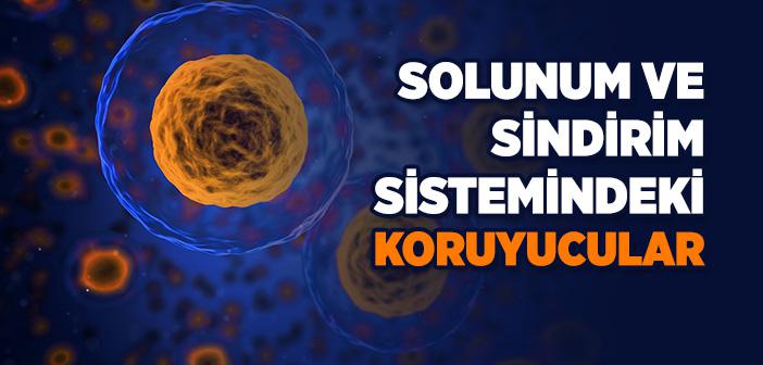 Solunum ve Sindirim Sistemindeki Koruyucular