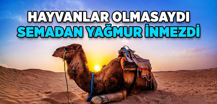 Hayvanlar Olmasaydı Gökyüzünden Yağmur İnmezdi