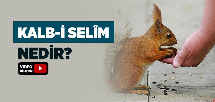 Kalb-i Selîm Nedir?