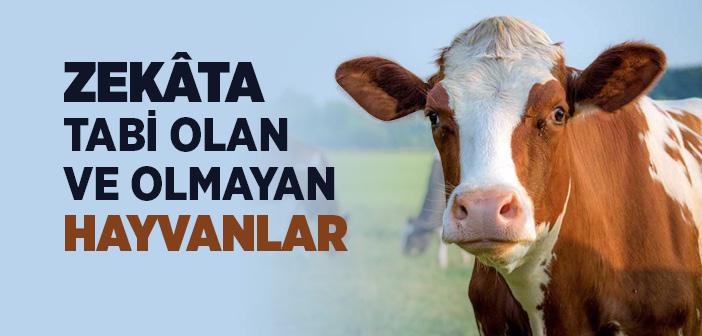 Zekâta Tabi Olan ve Olmayan Hayvanlar