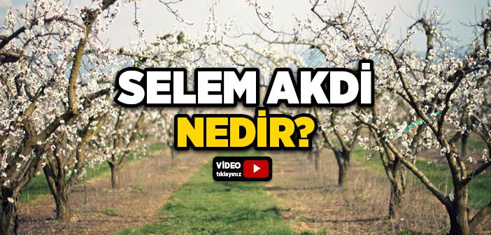 Selem Akdi Nedir?