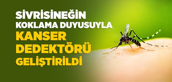 Sivrisineğin Koklama Duyusuyla Kanser Dedektörü Geliştirildi