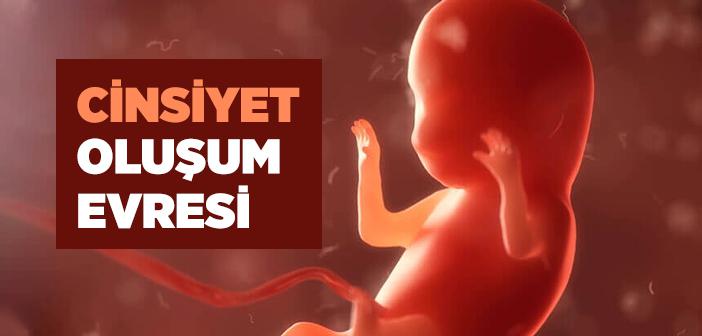 Cinsiyet Oluşumu Nasıl Gerçekleşir?