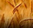 Peygamberimizin Ailesinin Rızkı İçin Ettiği Dua