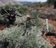İsrail Güçleri Batı Şeria'da Filistinlilere Ait 150 Zeytin Ağacını Söktü