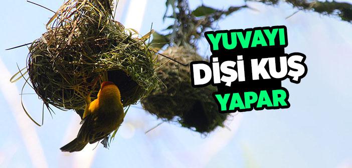 Yuvayı Dişi Kuş Yapar