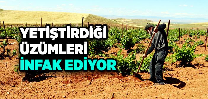 Bağında Yetiştirdiği Üzümleri Satmak Yerine Köylülere İnfak Ediyor