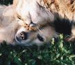Koronavirüs (Kovid-19) Evcil Kedi ve Köpeklerde Görülüyor mu?