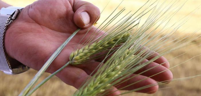 Kuraklığa Dayanıklı Arpa Sağladığı Verimle Çiftçiyi Sevindirdi