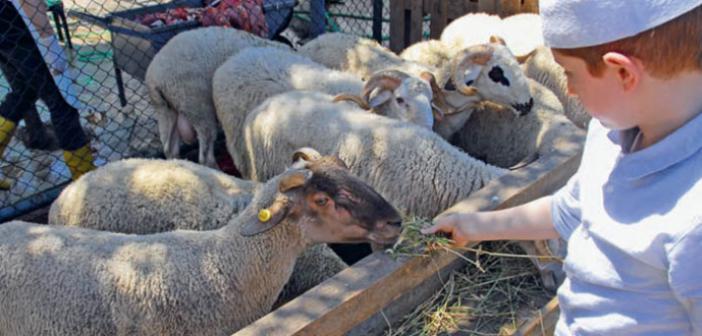 Kurban ve Fedâkârlık Nedir?