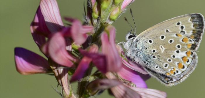 Van Gölü Havzası 230 Kelebek Türüne Ev Sahipliği Yapıyor