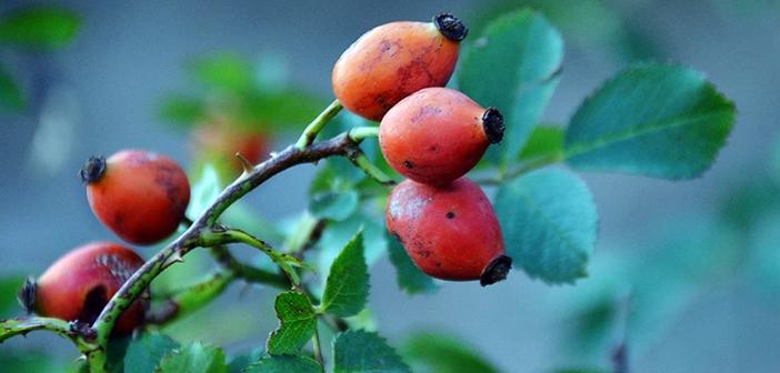Sarıçam Ormanlarına Dikilen Meyve Fidanları Sayesinde Yaban Hayatı Aç Kalmıyor