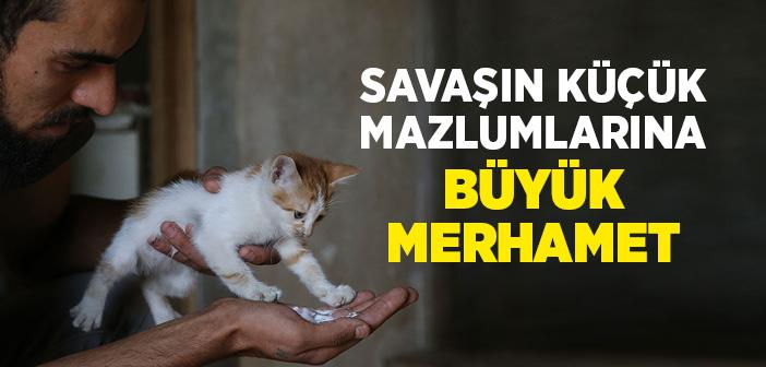 İdlibli Hayvansever İç Savaş Ortamında 35 Kediye Gözü Gibi Bakıyor