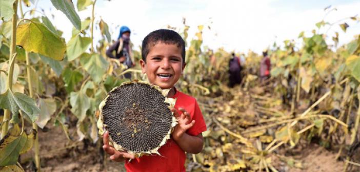 Konya Ovası'nda Yağlık Ayçiçeği Bereketiyle Çiftçinin Yüzünü Güldürüyor