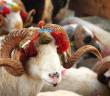Kurban İle İlgili Dualar