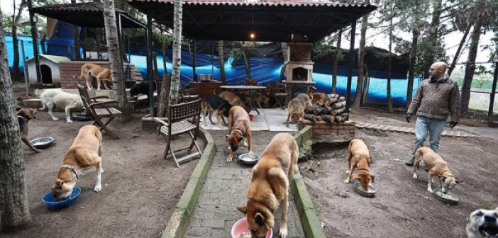 Sokaktan Kurtardığı Onlarca Hayvan Rahat Yaşasın Diye Şehirden Köye Taşındı