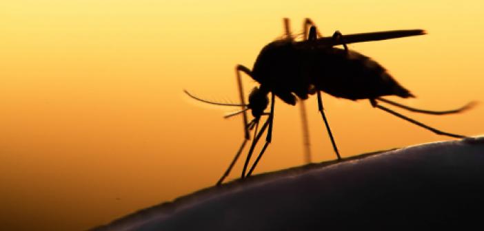 “Dünyanın Sivrisinek Kanadı Kadar Değeri Olsaydı” Hadisi