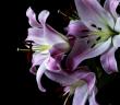 Hafızlık Yapan Kadın Adet Döneminde Kur’an Okuyabilir mi?