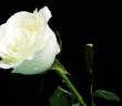 Hz. Hatice’nin (r.a.) Cennetle Müjdelenmesi