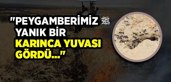 “Peygamberimiz Yanık Bir Karınca Yuvası Gördü…”