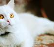 Kedi Necis midir?