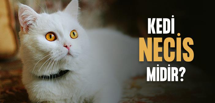 Kedi Necis midir?