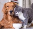 Evde Köpek veya Kedi Beslemek Günah mı?