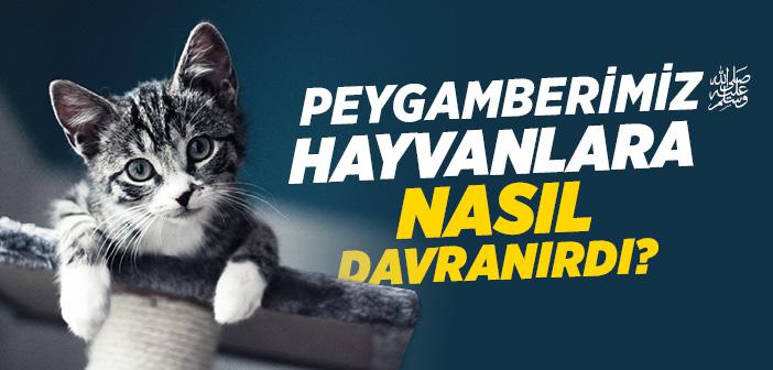 Peygamberimiz Hayvanlara Nasıl Davranırdı?