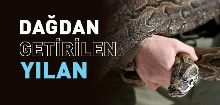 İbretlik Kıssa “Dağdan Getirilen Yılan”