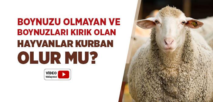 Boynuzu Olmayan ve Boynuzları Kırık Olan Hayvanlar Kurban Olur mu?