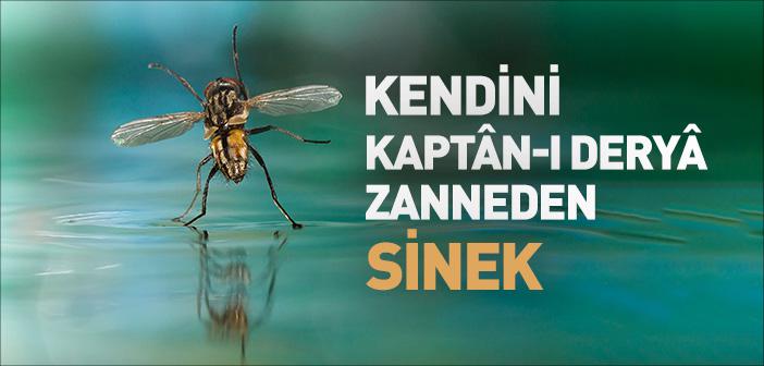 Kendini Kaptan-ı Derya Zanneden Sinek