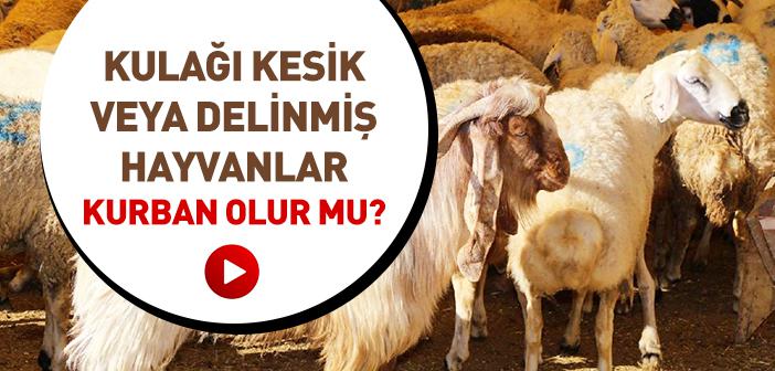 Kulağı Kesilmiş veya Delinmiş Hayvanlar Kurban Olur mu?