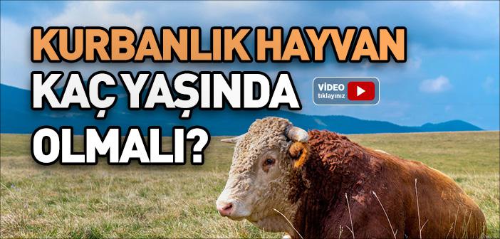 Kurbanlık Hayvan Kaç Yaşında Olmalı?