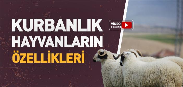 Kurbanlık Hayvanların Özellikleri