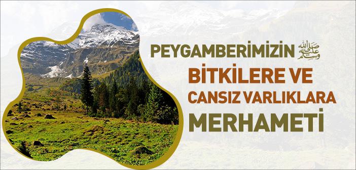 Peygamberimizin Bitkilere ve Cansız Varlıklara Merhameti