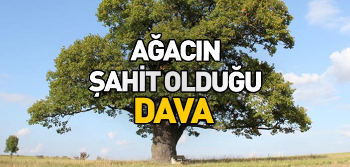 Ağacın Şahit Olduğu Dava