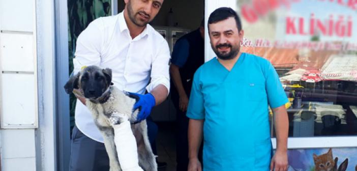 Yaralı Köpeğin İmdadına Din Görevlisi Yetişti