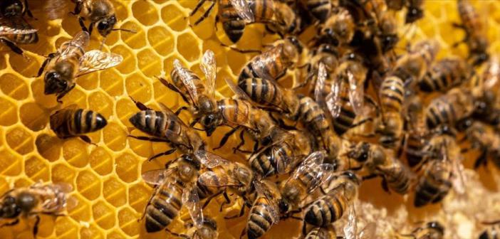 İklim Değişikliği Varroa Hastalığının Bal Arıları Üzerindeki Etkisini Artırıyor