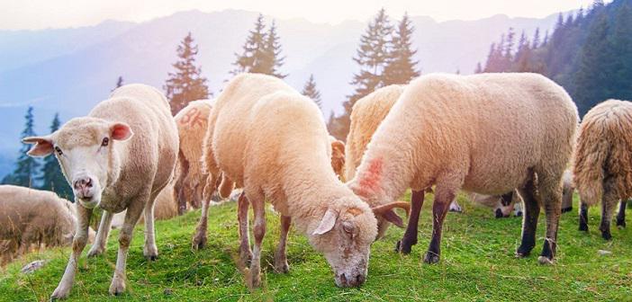 Adak Nedir ve Adağın Dindeki Yeri Nedir?