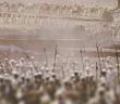 Hz. Ömer’in Ordularına 3 Tavsiyesi
