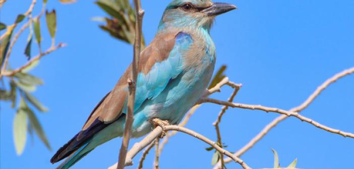 Tefekkür Ettiren Güzellikleriyle Aras Kuş Cenneti'nde Kuş Sayısı 160 Bini Geçti