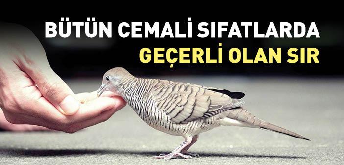 Bütün Cemali Sıfatlarda Geçerli Olan Sır