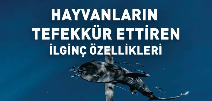 Hayvanların İlginç Özellikleri