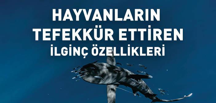 Hayvanların İlginç Özellikleri