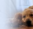 Evde Köpek Beslemek Neden Caiz Değil?