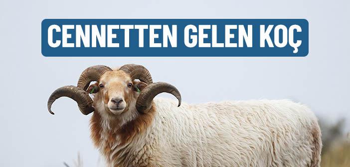 Cennetten Gelen Koç